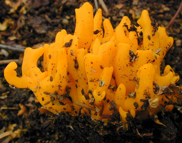 Imagem de Calocera viscosa (Pers.) Fr. 1821