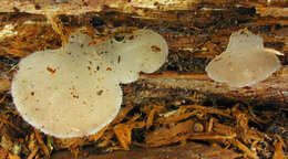 Image of Pseudohydnum