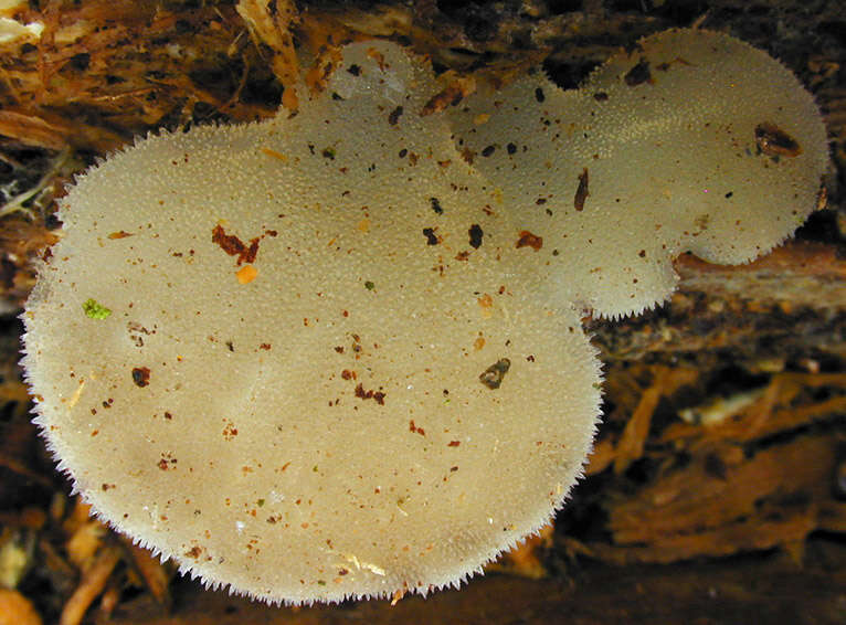 Image of Pseudohydnum