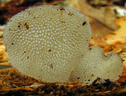 Image of Pseudohydnum