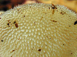 Image of Pseudohydnum