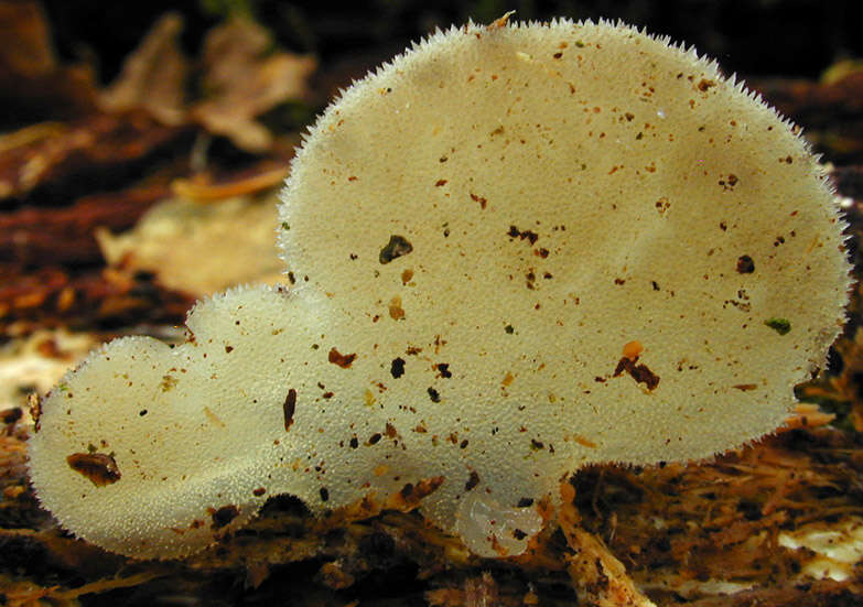 Image of Pseudohydnum