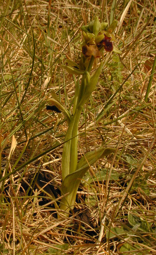 Image of Early spider orchid