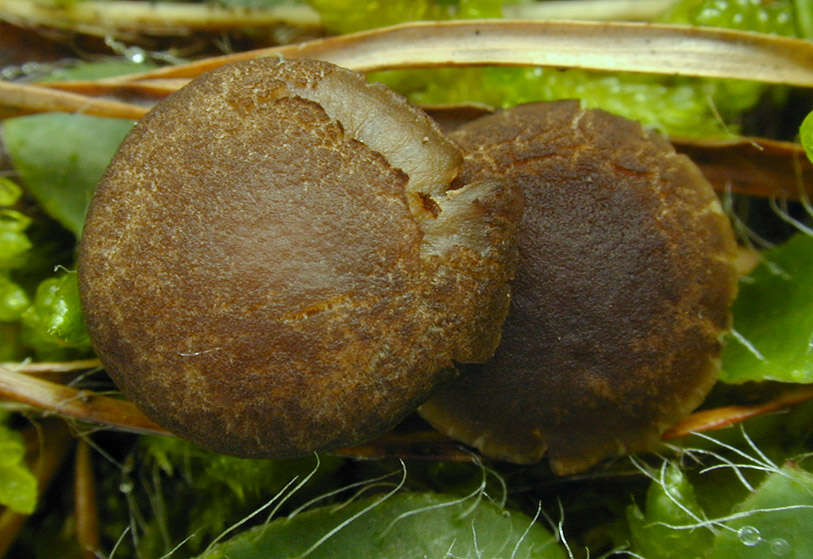 Image of Hodophilus micaceus (Berk. & Broome) Birkebak & Adamčík 2016