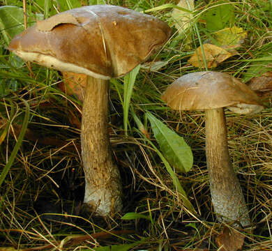 Image of Leccinum scabrum (Bull.) Gray 1821