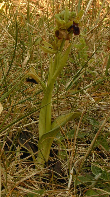 Image of Early spider orchid