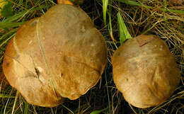 Image of Leccinum scabrum (Bull.) Gray 1821