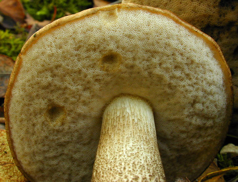 Image of Leccinum scabrum (Bull.) Gray 1821