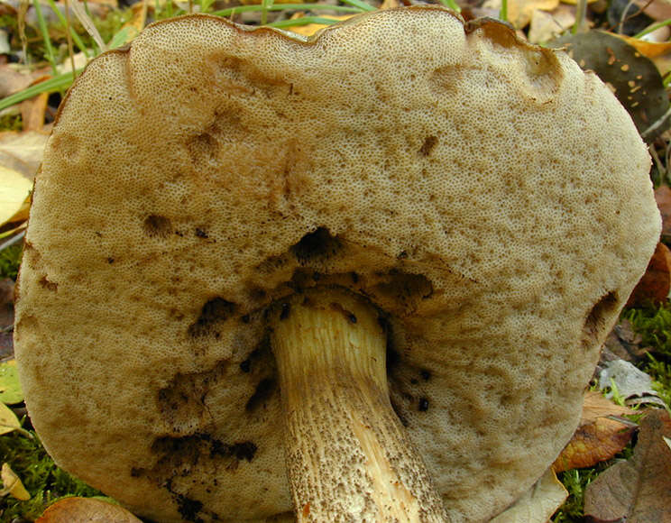 Image of Leccinum scabrum (Bull.) Gray 1821