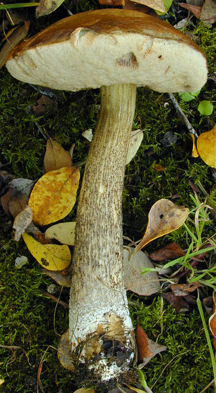 Image of Leccinum scabrum (Bull.) Gray 1821