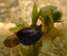 Image of Early spider orchid