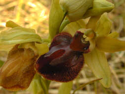 Image of Early spider orchid