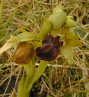 Image of Early spider orchid