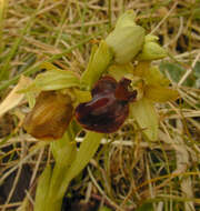 Image of Early spider orchid