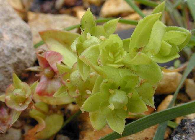 Image of Scarlet pimpernel