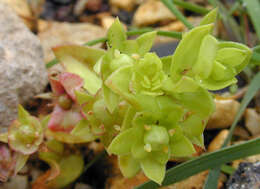 Image of Scarlet pimpernel