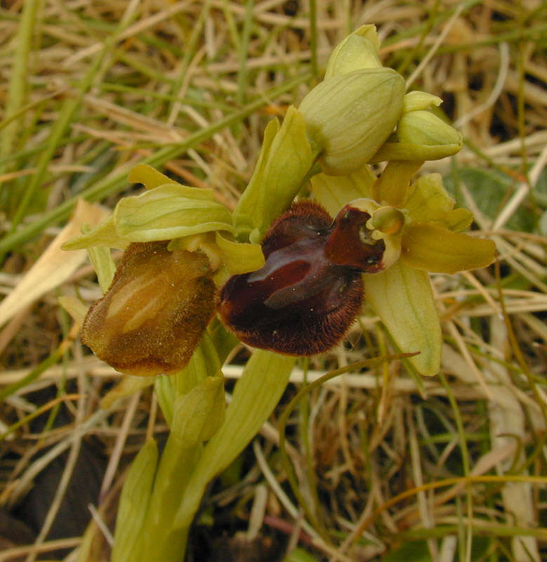 Image of Early spider orchid