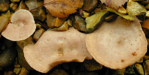 Image de Lactarius glyciosmus (Fr.) Fr. 1838