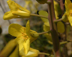 Plancia ëd Brassica oleracea var. oleracea