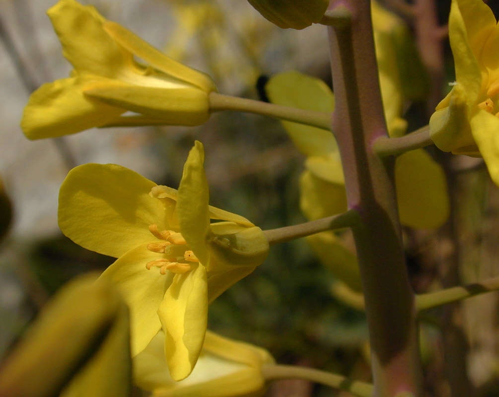 Image of Brassica oleracea var. oleracea