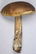 Image of Leccinum scabrum (Bull.) Gray 1821