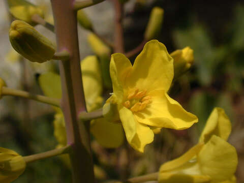 Image of Brassica oleracea var. oleracea