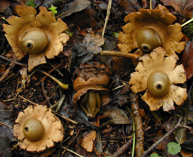 Image of Collared Earthstar