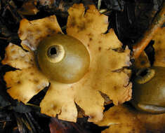 Image of Collared Earthstar