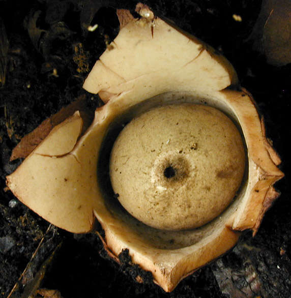 Image of Collared Earthstar