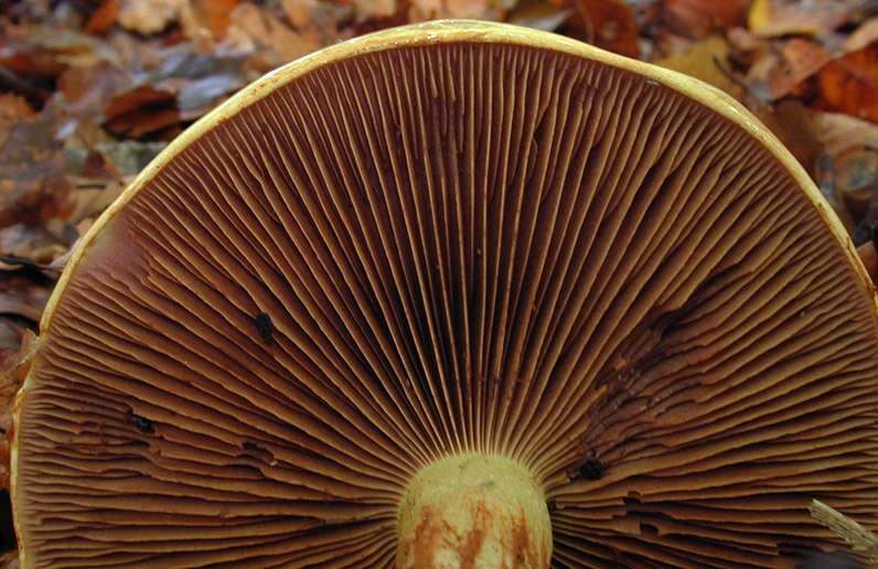 Image of Cortinarius elegantissimus Rob. Henry 1989