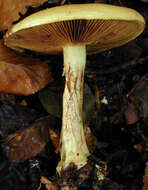 Image of Cortinarius elegantissimus Rob. Henry 1989