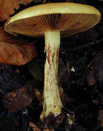 Image of Cortinarius elegantissimus Rob. Henry 1989