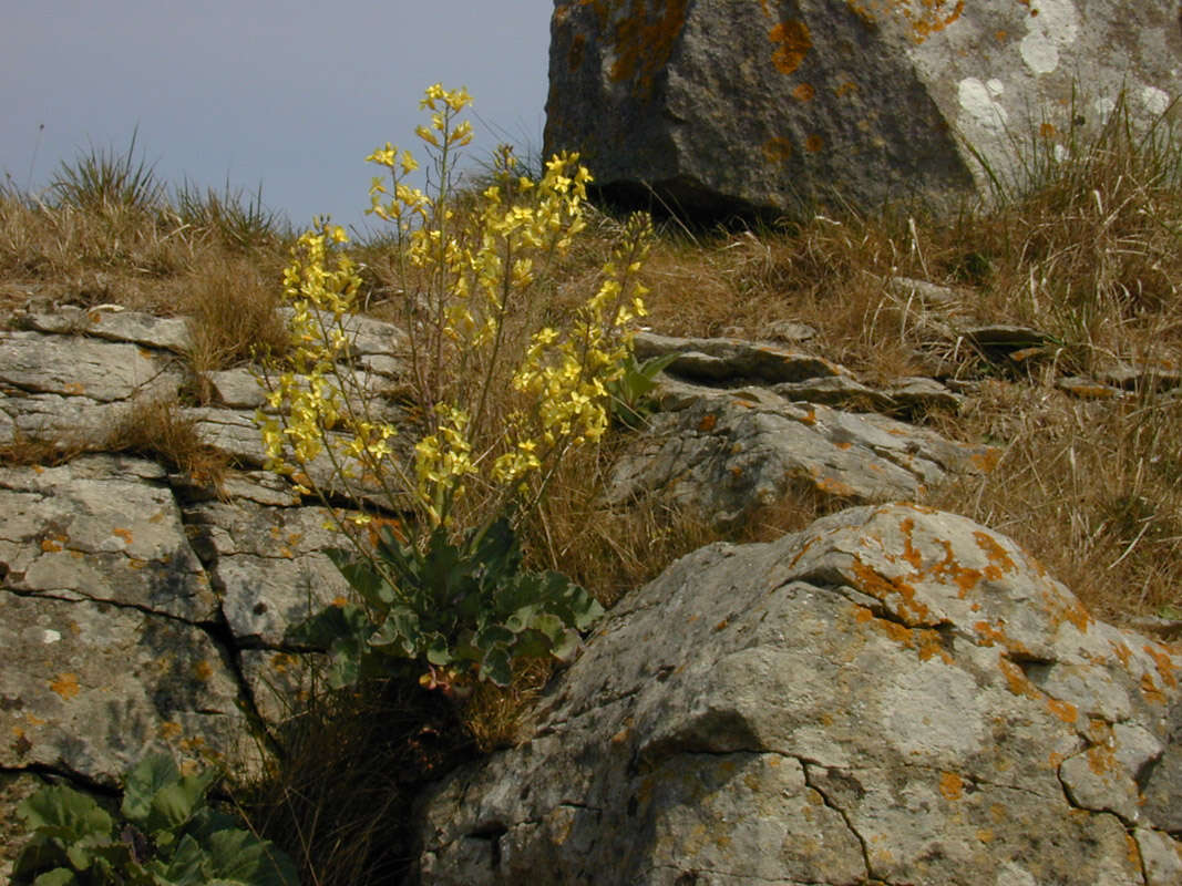 Image of Brassica oleracea var. oleracea