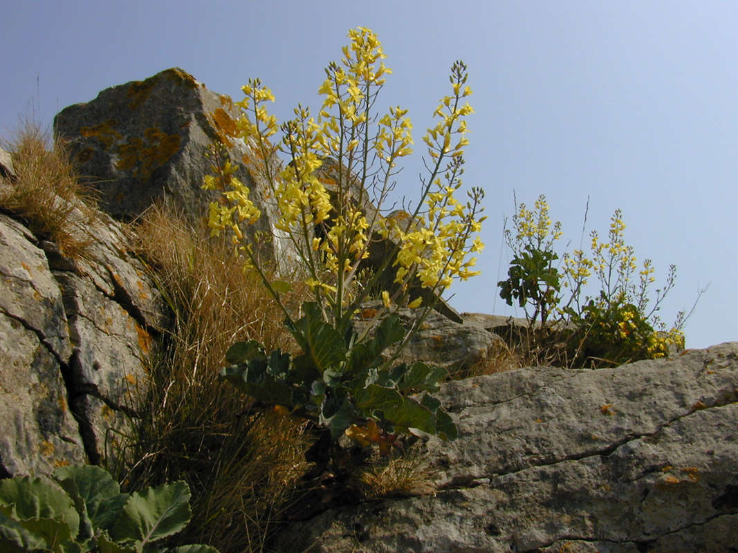 Image of Brassica oleracea var. oleracea