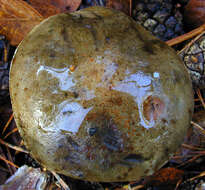 Image of Leccinum scabrum (Bull.) Gray 1821