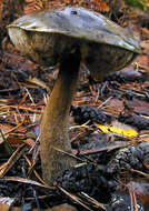 Image of Leccinum scabrum (Bull.) Gray 1821