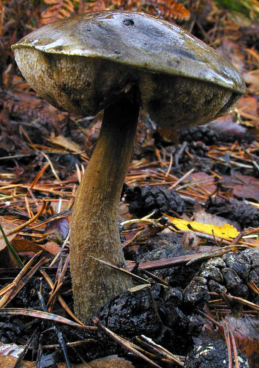 Image of Leccinum scabrum (Bull.) Gray 1821