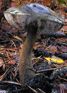 Image of Leccinum scabrum (Bull.) Gray 1821