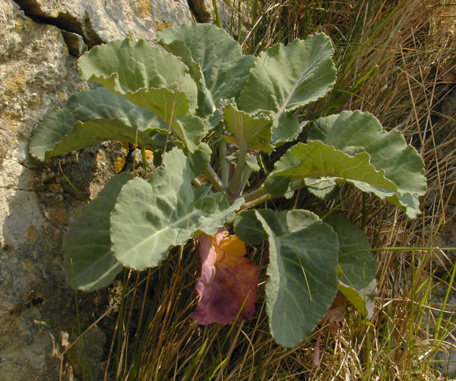 Image of Brassica oleracea var. oleracea