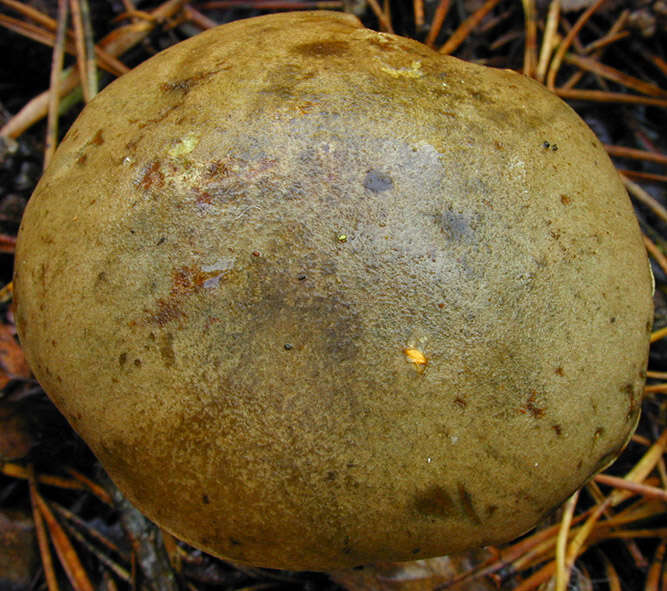 Image of Leccinum scabrum (Bull.) Gray 1821