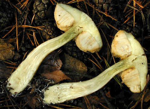 Image of Leccinum scabrum (Bull.) Gray 1821