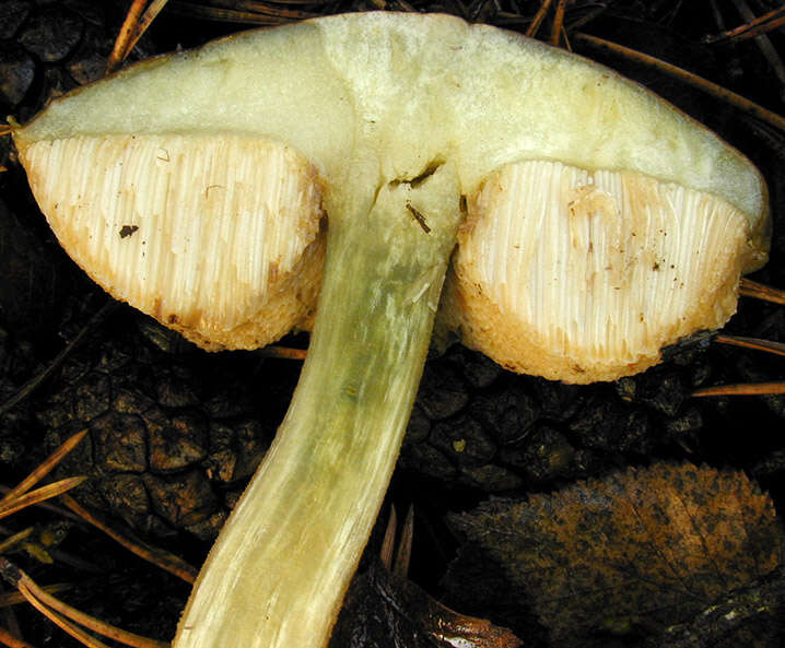 Image of Leccinum scabrum (Bull.) Gray 1821