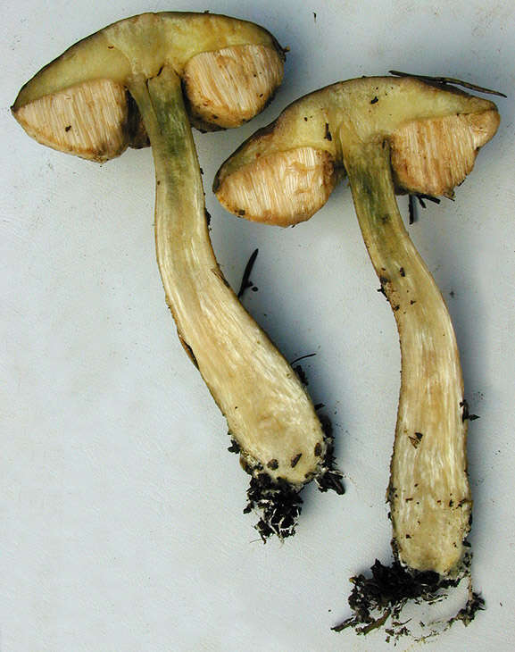 Image of Leccinum scabrum (Bull.) Gray 1821