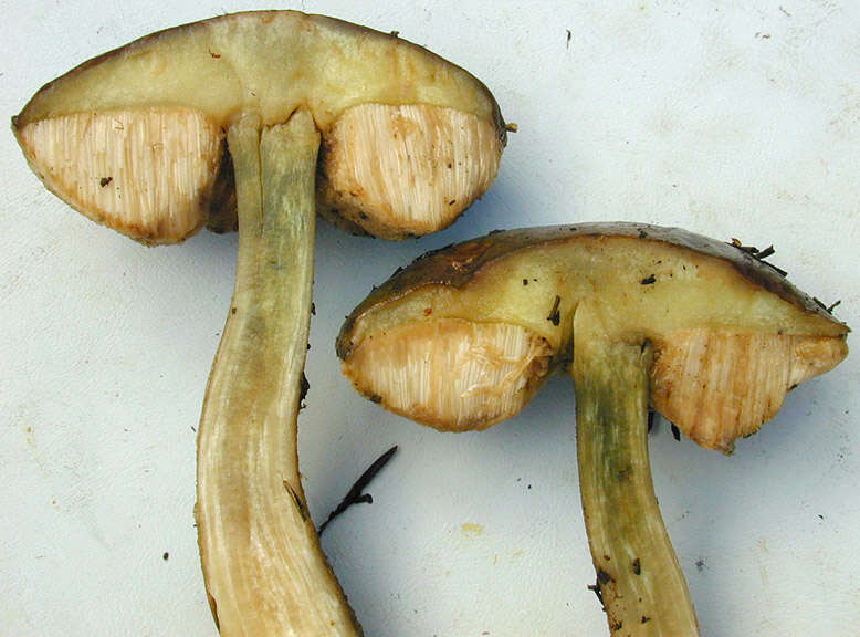 Image of Leccinum scabrum (Bull.) Gray 1821