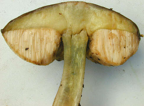 Image of Leccinum scabrum (Bull.) Gray 1821