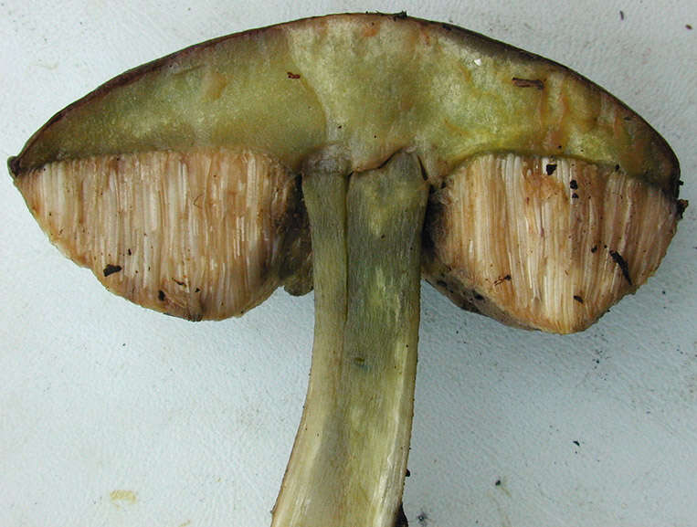 Image of Leccinum scabrum (Bull.) Gray 1821