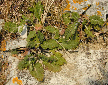 Image of verbena sage