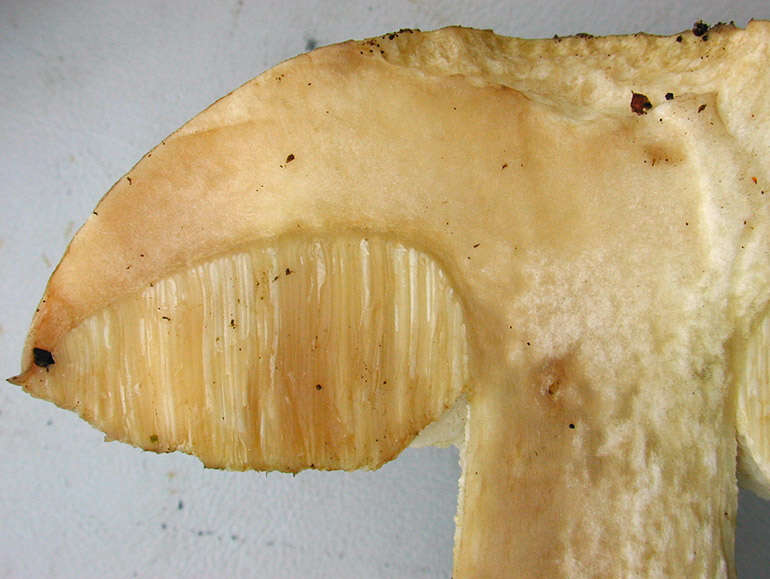 Image of Leccinum cyaneobasileucum Lannoy & Estadès 1991