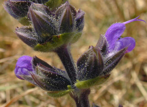 Image of verbena sage