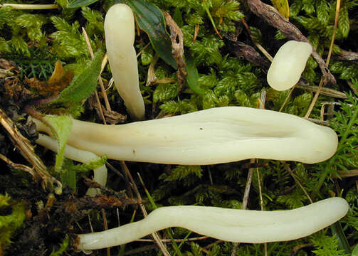 Image of Clavaria acuta Sowerby 1803